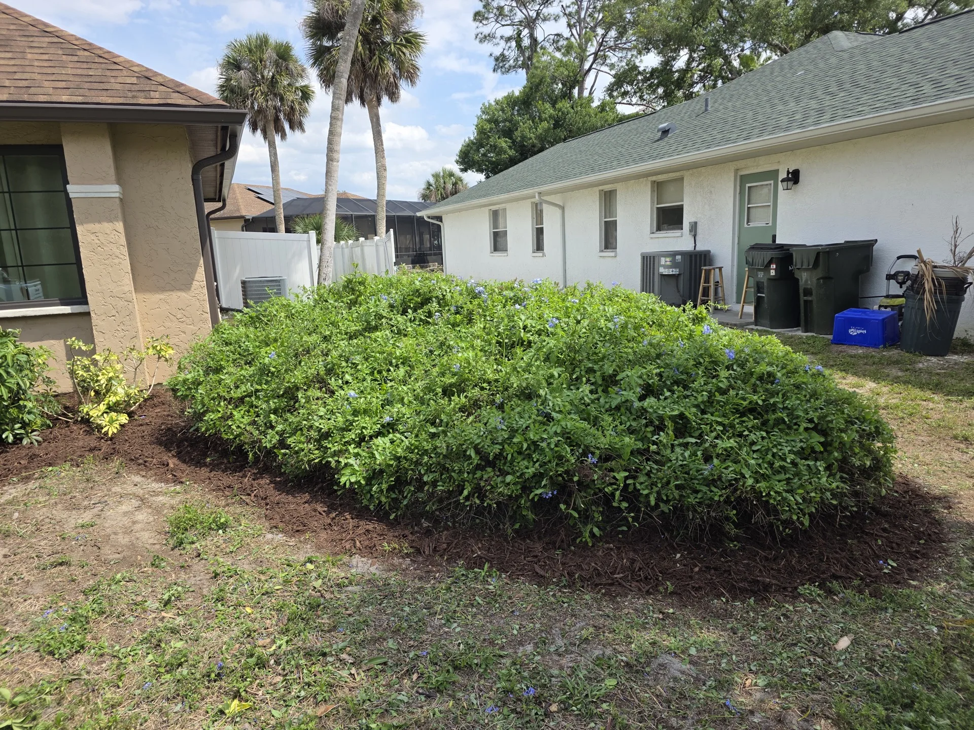 Plumbago hedge trimmed and mulched — lawn maintenance, North Port FL
